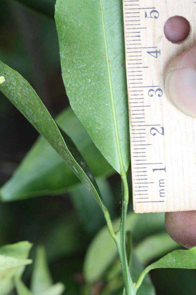              Unifoliolate leaf (Riverside, CA)       